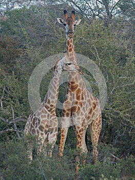 Mother Giraffe and her baby in bush