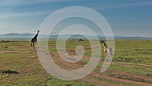 A mother giraffe and her baby are calmly walking along a dirt road