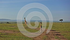 Mother giraffe and her baby leisurely walk into the distance along the endless green savannah.