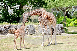 Madre jirafa paliza su un nino 