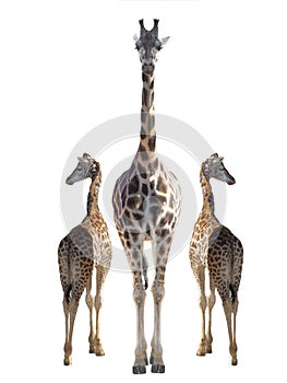 mother giraffe with little giraffes isolated on white background