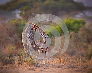 Mother giraffe nurses her calf in morning.