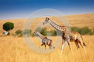 Mother giraffe walking with little calf in savanna