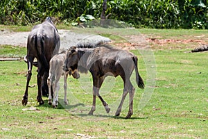 Mother gnu Helping new Born Baby