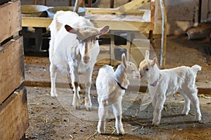 Mother Goat with Baby Kids