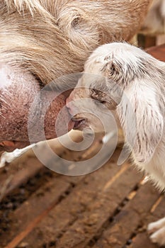 Mother goat feeding lovely white kid in wooden shelter. Cute with funny. Close. Soft sunlight. Selective focus