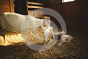 Mother goat with her kids on a small farm in Ontario, Canada