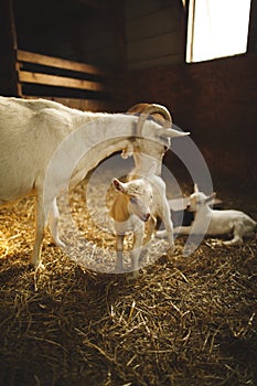 Mother goat with her kids on a small farm in Ontario, Canada