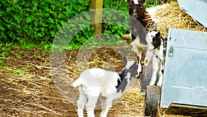 Mother goat keeping an eye on kids.