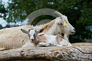 Mother goat and kid above tree branch