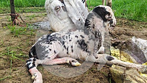 A Mother goat licking his new born baby on a green lawn at winter. Young white goat kid looking up