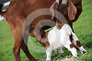 Mother Goat Nursing