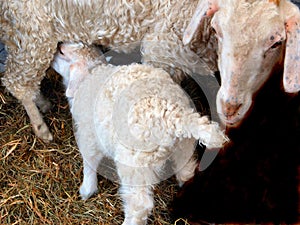 Mother goat nursing