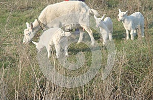 Mother goat of white colour with three white goatlings