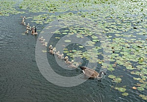 Mother Goose, Burnaby Lake, BC Canada