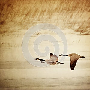 Mother Goose Flying Above Frozen Pond.