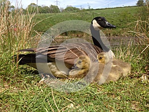 Mother goose with gosling chicks