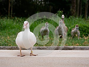 Mother goose with goslings on the lawn in the botanical garden Jardim Botanico Tropical in Lisbon