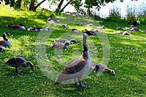 A mother goose guards several juvenile geese families