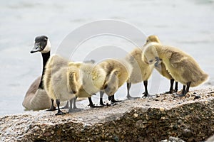 Mother goose and her gosling baby geese enjoy a sunny day on the lake