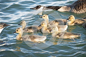 Mother goose and her gosling baby geese enjoy a sunny day on the lake