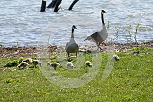 Mother goose and her gosling baby geese enjoy a sunny day on the lake