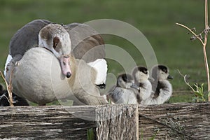 Mother goose keeping an eye on her goslings