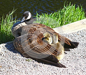 Mother goose protecting her babies