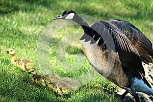 Mother goose watching after her babies photo