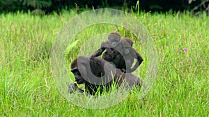 Mother gorilla and baby on her back come to feed on aquatic plants