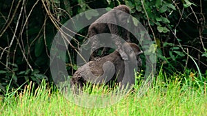 Mother gorilla and baby on her back come to feed on aquatic plants