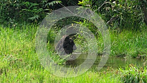 Mother gorilla and baby on her back come to feed on aquatic plants