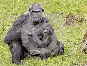 Mother gorilla with her baby