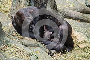 Mother gorilla and her baby taking a nap