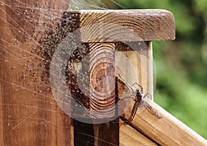 Mother Grass Spider with her scores of innumerable just hatched baby spiders