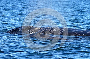 Mother Gray whale with calf, Eschrichtius Robustus, in the San Ignacio Lagoon, Baja California, Mexico photo