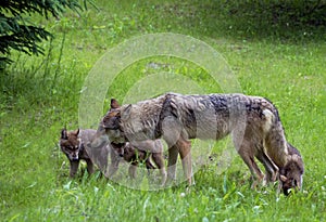 Mother Gray Wolf with three pups.