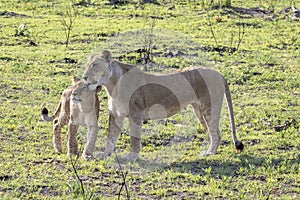 Mother greets her cub at the end of the day, Botswana