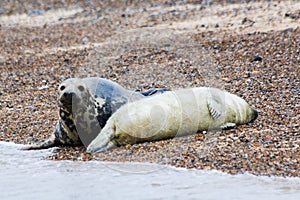 A mother grey seal laying on the beach with it's baby