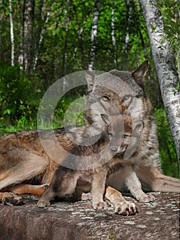 Mother Grey Wolf and Pup (Canis lupus)