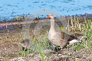 Mother greylag goose or graylag goose (Anser anser) with chicks walking around in the wet grassland