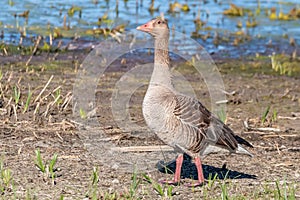 Mother greylag goose or graylag goose (Anser anser) in the wet grassland