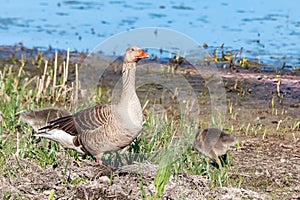 Mother greylag goose or graylag goose (Anser anser) in the wet grassland