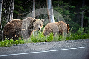 Mother Grizzly Bear and her cub eating dandelions by the side of the road Alberta Canada