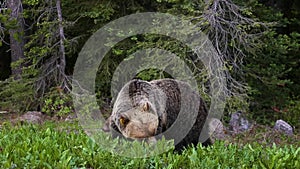 Mother Grizzly Bear with her cubs, eating weeds and grass in nature. Taken in Banff National Park