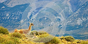 Mother guanaco with its baby