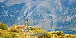 Mother guanaco with its baby photo