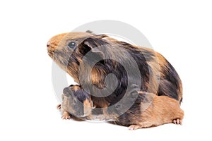 Mother Guinea Pig and her baby