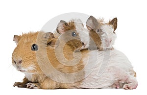Mother Guinea Pig and her two babies