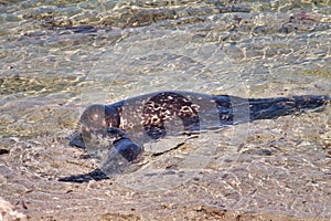 Mother harbor seal caring for recently born pup.